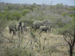 Our first Elephants - we were to see many more!