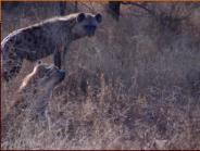 Brown Hyena and mate - mate has wounded leg