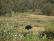 Hippo grazing - very dangerous animals