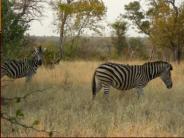 Zebra at Kapama - no two Zebra are the same.
