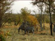 Zebra - all animals looked very healthy.