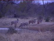 Greater Kudu - Male stands guard while females drink