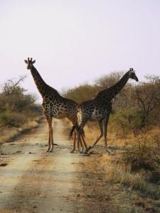 Giraffe crossing - a variation on Zebra Crossing <grin>