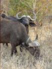 Cape Buffalo