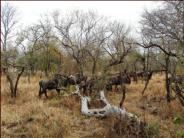 Wildebeest grazing