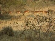 Impala - commonly in mobs of 20 or so.