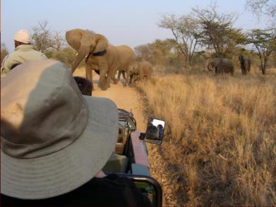 Starting the charge - she was on top of us in seconds - a fast reverse gear job!