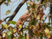 Chameleon changing its colour