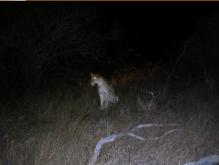 Our first Lioness in the spotlight