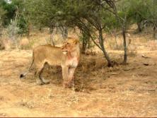 Lioness one of several we saw on our last morning at Kapama