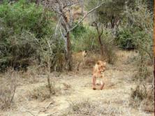 Two Lioness - we never saw a male