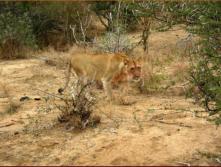 This one came very close you could have touched it