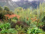 Kirstenbosch Botanic Gardens - magic setting.