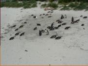 Local Penguin species - different to Australia.