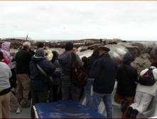 Seal colony at Duiker Isd. - We saw the Seals