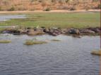 Hippo herd - so inocent - yet so dangerous