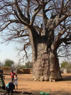 The stories this tree could tell!