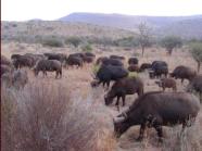 Buffalo grazing - not interested in us!